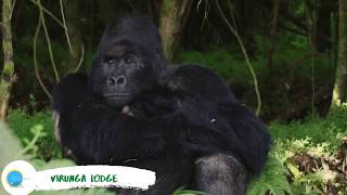 Take a look at the magnificent Virunga Lodge, celebrating its 16th anniversary in 2020.
