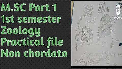 M.SC Part 1, (1st semester), Zoology, Practical file, Non Chordata
