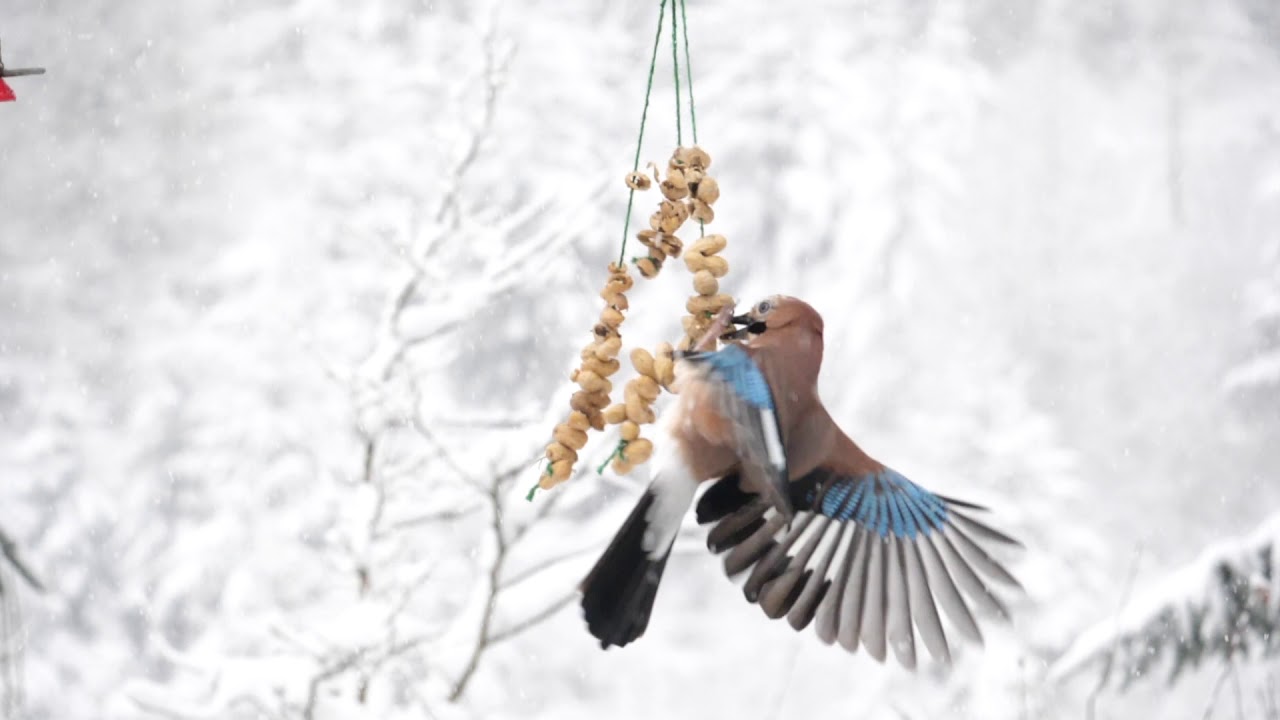 Slow motion clip of a jay (Garrulus glandarius) feeding from a peanut string during a snowstorm, UK