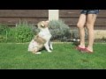 Australian Shepherd Puppy 4 Months Old Training Australian Shepherd Puppy 4 Months Old Training