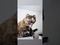 Me-Me our Lady "owl" -- Paws and Tails Sanctuary #sanctuarytales  #cuteanimals #rescuecat
