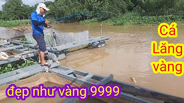 FISHING | CÂU CÁ LĂNG NGHỆ,CÁ SỬU,CÁ TRA,CÁ DẢNH TRÊN BÈ SÔNG TIỀN ĐỒNG THÁP | NGUYỄN ĐỢI