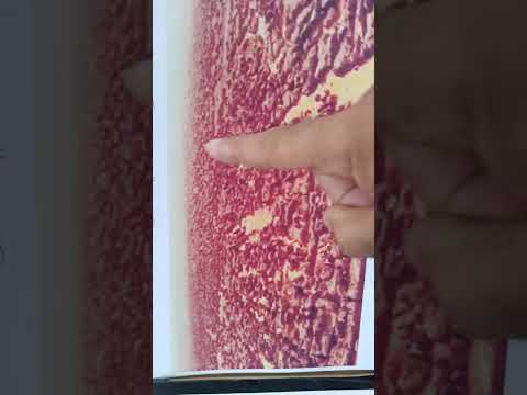 تصوير جوي يكشف أثر سفينة نوح على سطح هظبة مدينة سيفار في صحراء الجزائر