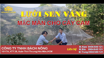 Cách Mắc Màn Chống Ruồi Vàng, Bướm Ngài Cho Cây Cam,Bưởi