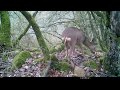 Nafarroako Fauna Navarra  Gato montés Marta Zorro Corzo Fototrampeo Trailcam