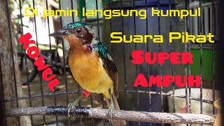 Suara Pikat kowul paling ampuh😈[][] Dijamin langsung pada kumpul!.