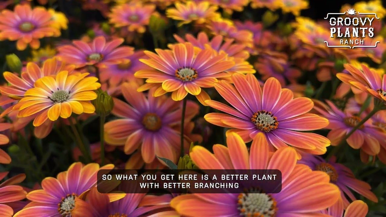 Groovy Plants Ranch : Dynamo Purple Sunburst 🧡✨ The Most