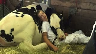 A Boy And His Cow Don’t Take First Prize But They Do Win Hearts Everywhere Resimi