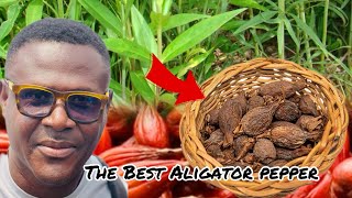 Alligator Pepper | Amazing Health Benefits | Boost Sex Drive And More Secretes