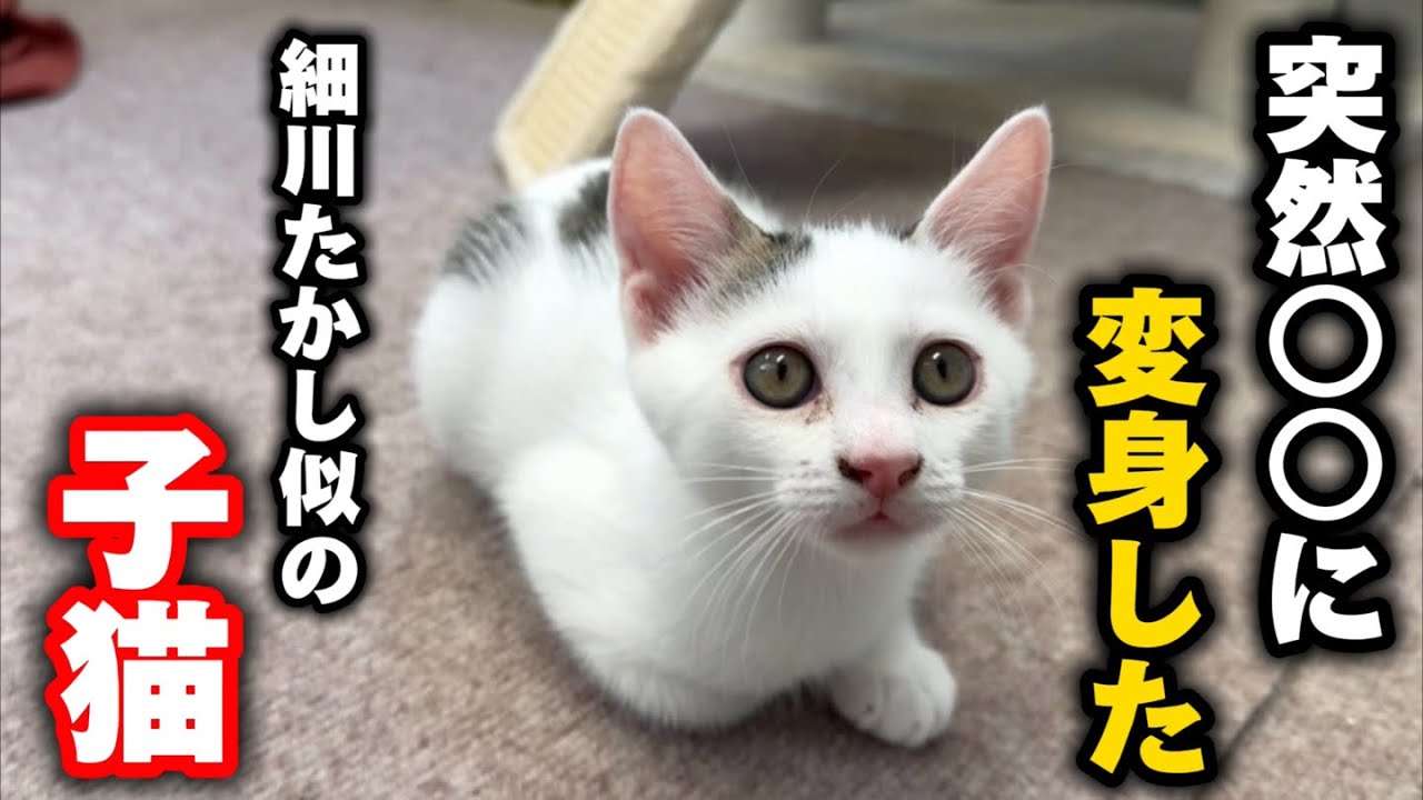 やせねこ様 Sudden changes in a two-month-old kitten that resembles Takashi