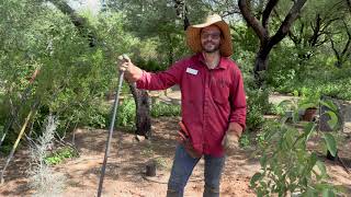 Tucson Botanical Horticulture Hits  Planting Trees