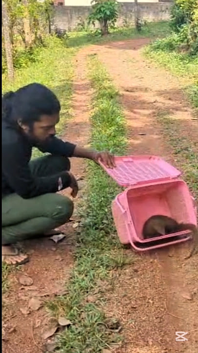 ඔලුව උඩින් වාහනයග් ගිය ඒ අසරණයවත් සනීප කලා අපි 🦦❤️‍🩹😍#alivewithkd #srilanka #new #mongoose #animals