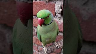 Mithu Mummy Kaise Bulati Hai