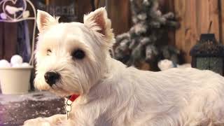 Teaser Celebrating 30 Years Of Bbc Ones Hamish Macbeth