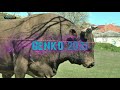 - NAJTEŽI BIK I NAJSTARIJI BIKAŽIJA VIR POSUŠJE 2021 / THE HEAVIEST BULL