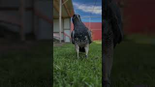 Bobby erklärt - nicht alle Vögel sehen so aus wie wir sie sehen #eule #adler #vogel