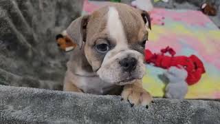 Padoodle Playing Sugarplum Bulldogs