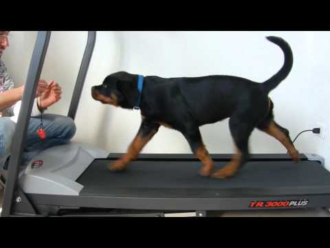 ROTTWEILER "BORIS" SUL TAPIS ROULANT IN ALLENAMENTO