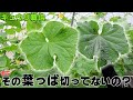 【キュウリ栽培の重要作業】葉かき・摘葉のしかた【その葉をなぜとるのか】
