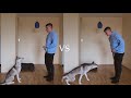 Don't do this mistake when teaching your dog to wait!