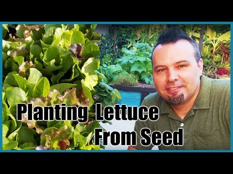 Planting Lettuce From Seed All Year!