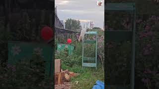 Дело было вечером делать было нечего 🌞😻❤️🎈🏡🐶🌛 #котики