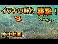 渓流 水中 271677-渓流 天井糸 水中糸
