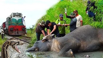 New Trend Invisible Vfx Train And Elephant Funny magic video | Kinemaster Editing | Ayan mechanic