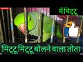 mittu mittu talking parrot funny video in hindi mp4 | mittu new video 2021 | plzz subscribe 😍🥳#mittu