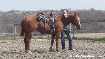 Smart Lil Redfeather***For info, price, etc., go to our website***ValleyViewRanch.net