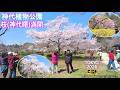4K60【桜（神代曙）満開】神代植物公園 2026.3.24（火）