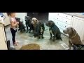 4 year old little girl feeding and controlling six #pitbulls / Girl Controls Future Dog Trainer