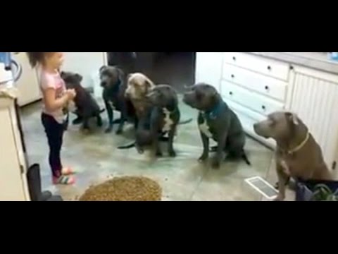 4 year old little girl feeding and controlling six #pitbulls / Girl Controls Future Dog Trainer