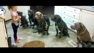 4 year old little girl feeding and controlling six #pitbulls / Girl Controls Future Dog Trainer