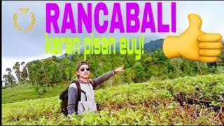 Hamparan Kebun Teh Ter' Epic || Rancabali Ciwidey🌱