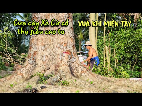 Video Toàn Cảnh Vua Khỉ Miền Tây Cưa Bật Gốc Cây Xà Cừ Siêu... - youtube