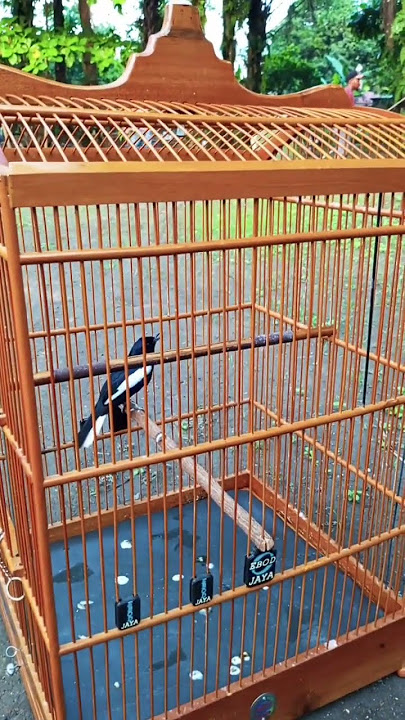 PALING DICARI KICAU MANIA SUARA BURUNG SEPERTI INI PANCINGAN CEPAT NGEPLONG