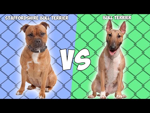 Video: ¿Cuál es la diferencia entre el Staffordshire Bull Terrier y el Bull Terrier?