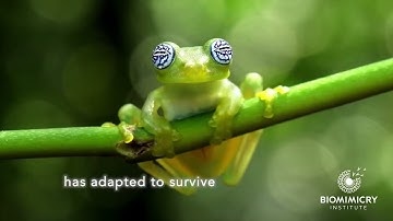 Biodiversity and Biomimicry—Why We Must Protect Biological Diversity