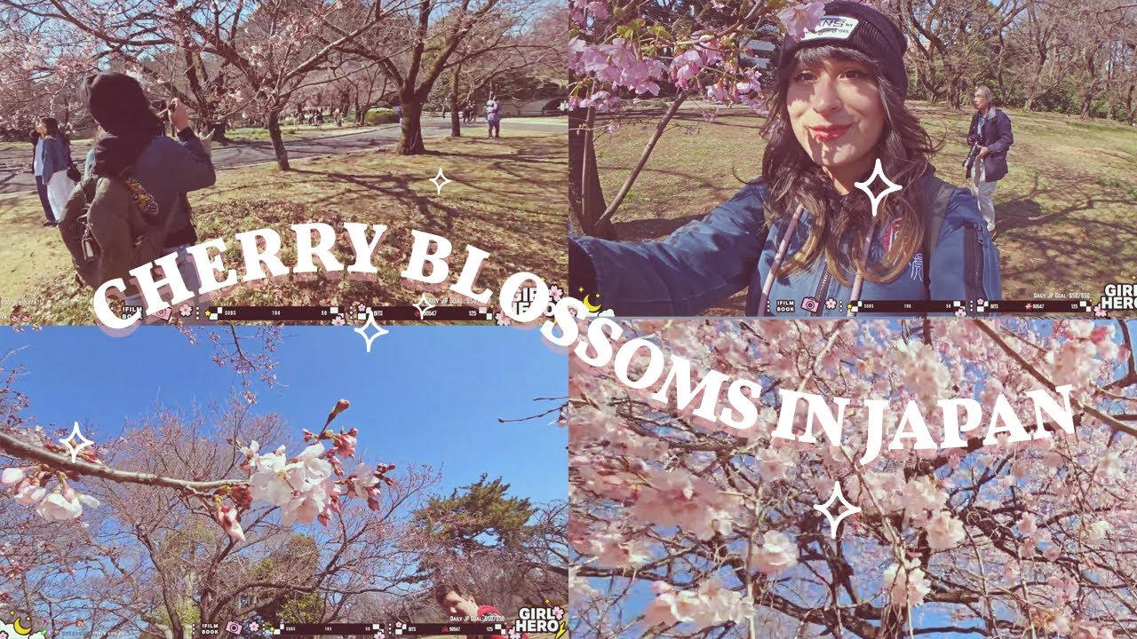 my first cherry blossoms in japan 🌸 - YouTube