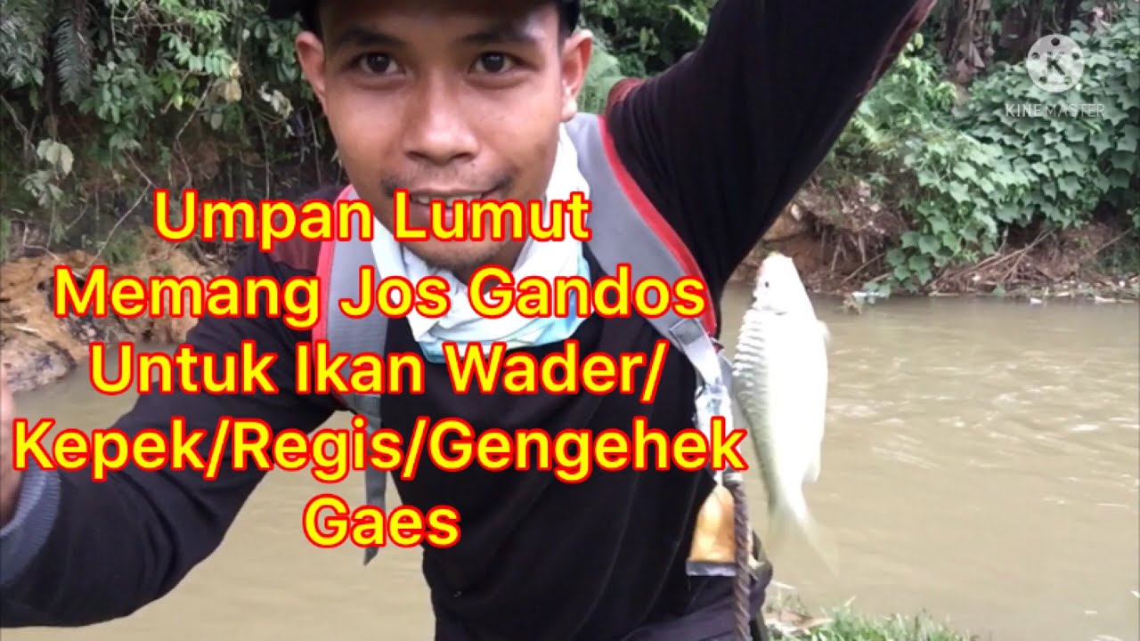 Umpan Lumut Cocok Untuk Mancig Ikan Wader Kepek Regis Genggehek Tawes