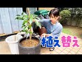 【観葉植物】鉢の植え替えをしました!