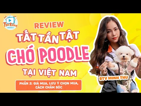Video (Tập 2) Review tất tần tật chó Poodle tại VN | Giá... - youtube