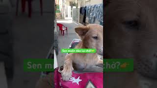 Giỏi qua Lu🐶👍!! #tholamnhac #pets #thucung