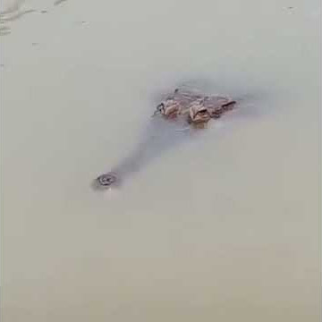Story' Wa || Mancing Dengan Buaya