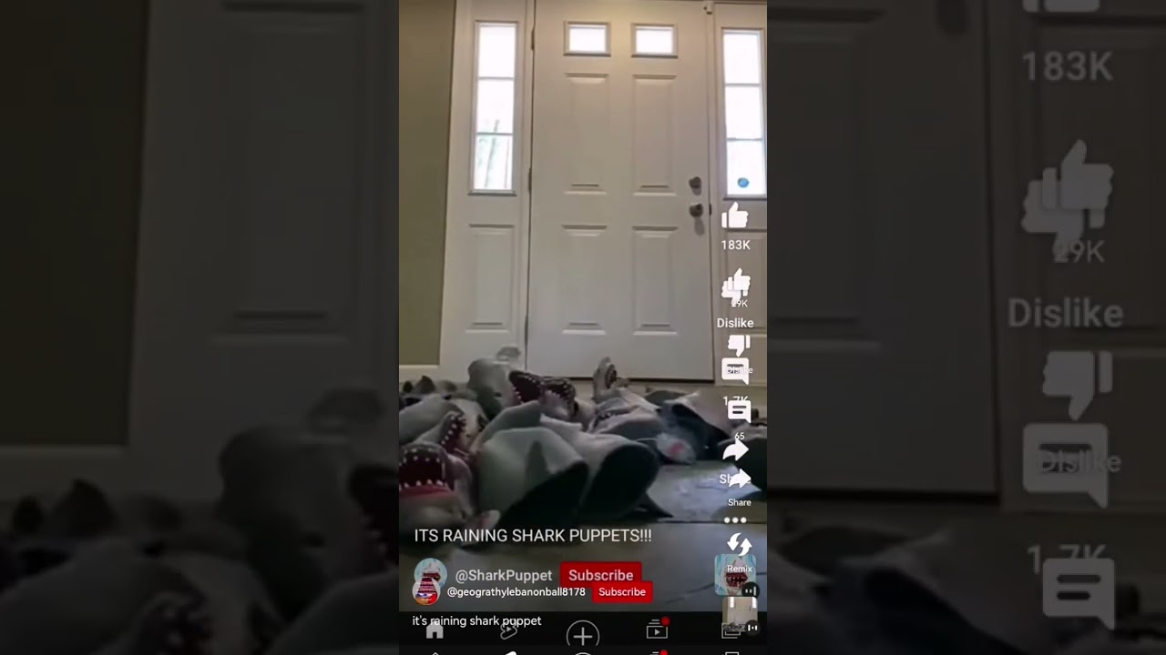 its raining shark puppets