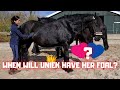 Giveaway! When will Queen👑Uniek's foal be born? | Friesian Horses