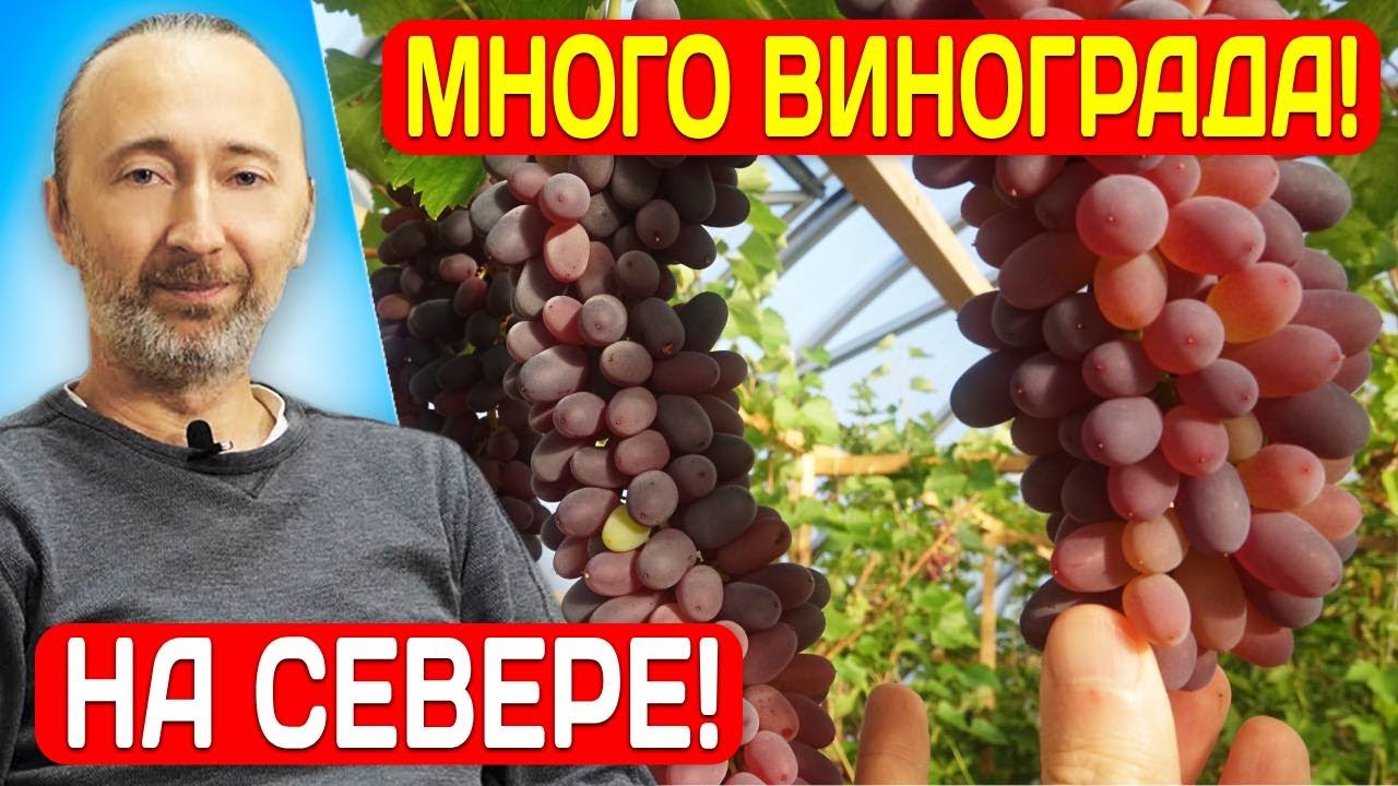 Виноград Арсеньевский – как вырастить урожайный и вкусный сорт