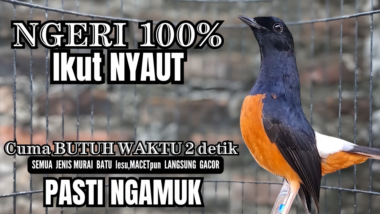PANCINGAN murai batu agar bunyi - JADIKAN burung murai gacor !! LANGSUNG NYAUT
