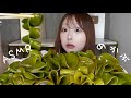 【ASMR】ドデカめかぶの咀嚼音🌿生めかぶ【mukbang】